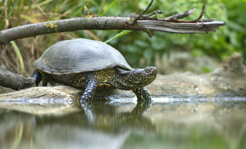 Nature's Cleanup Crew