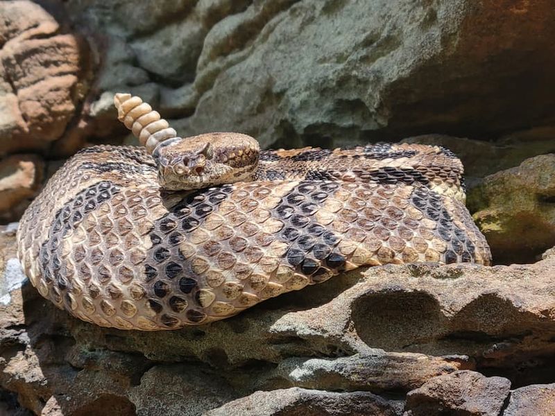 Eastern Timber Rattlesnake