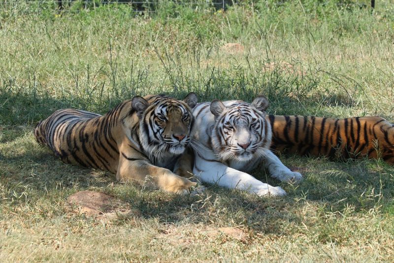 Backyard Tigers