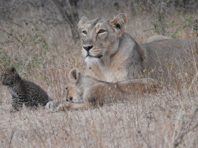 Lionesses Raising Orphaned Leopards