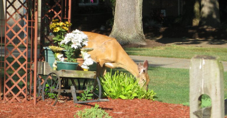 14 Wild Animals That Have Adapted Their Behavior Because Of Humans