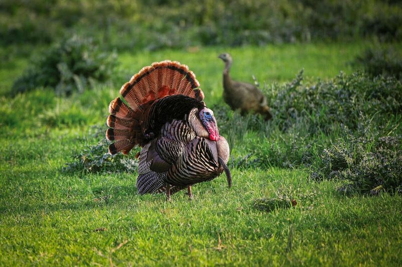 Eastern Wild Turkey