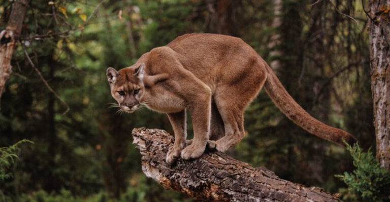 14 Wild Animals That Secretly Call The Ozarks Home