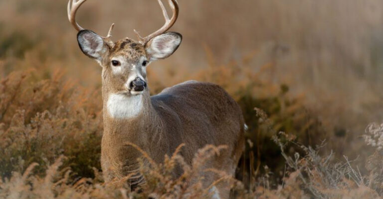 14 Wild Animals That Still Roam The Great Plains