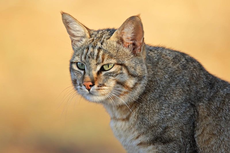 African Wildcat