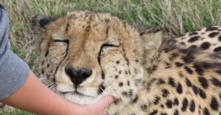14 Wild Cats That Share More Traits With House Cats Than You Think