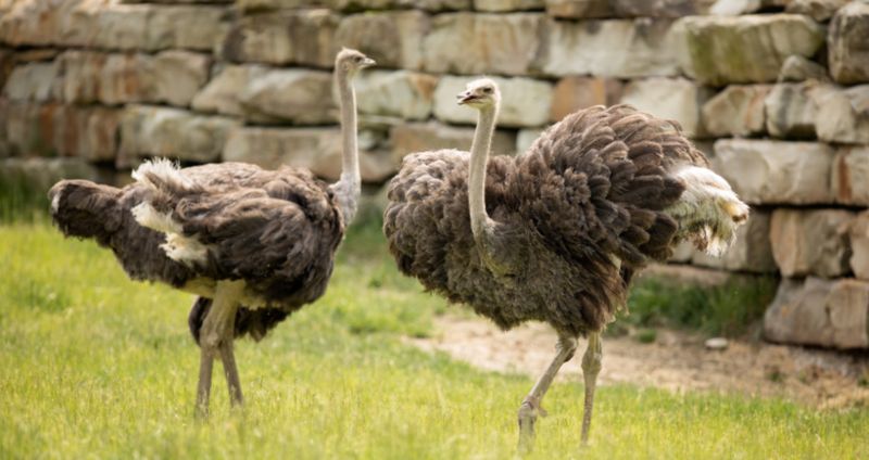 Ostriches Don't Bury Their Heads In Sand