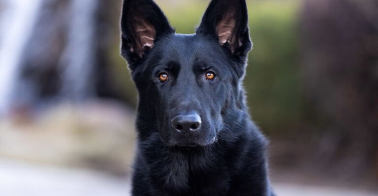 14 Wolf-Like Traits That Make Black German Shepherds Fascinating