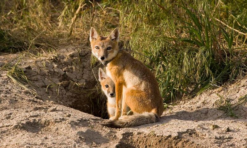 Swift Fox