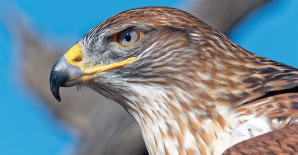 Animals Only 15 Amazing Animals Found Only In America's Great Plains