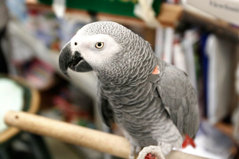 African Grey Parrot – The Einstein Of The Bird World