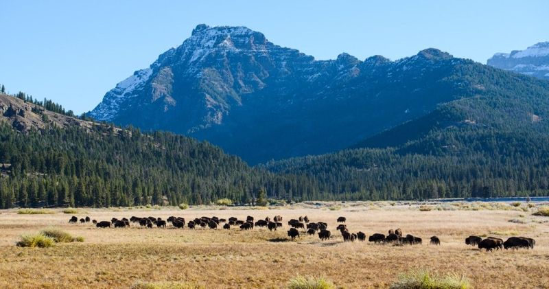 Yellowstone's Wild Heart Safari