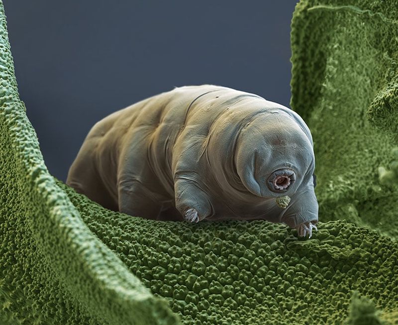 Tardigrades: The Microscopic Superheroes