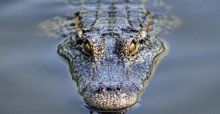 15 Animals That Could Survive A Mass Extinction