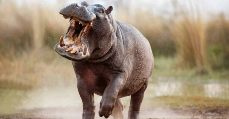 15 Animals That Could Take Down A Grizzly Bear