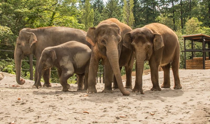 Elephants: The Million-Dollar Mammals
