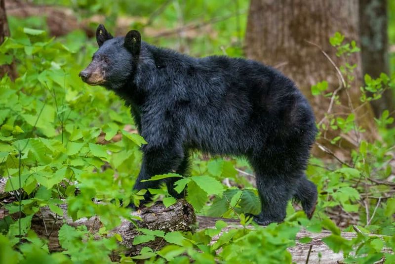 Black Bears Roaming The Smoky Mountains