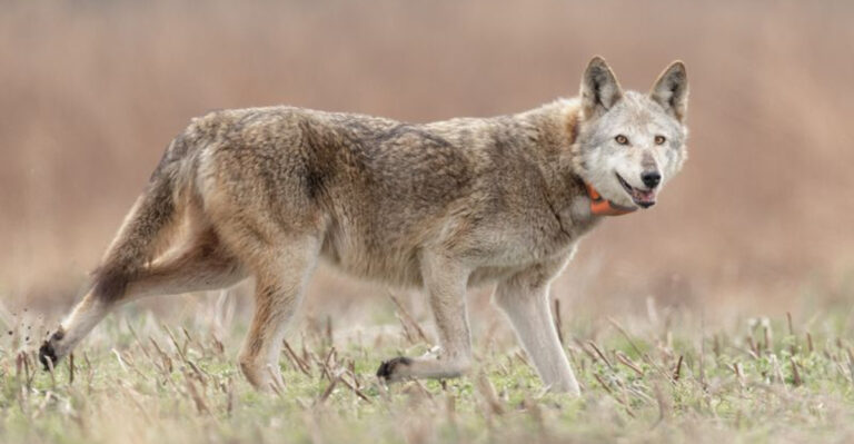 15 Animals That Make Tennessee’s Wilderness Feel Untouched