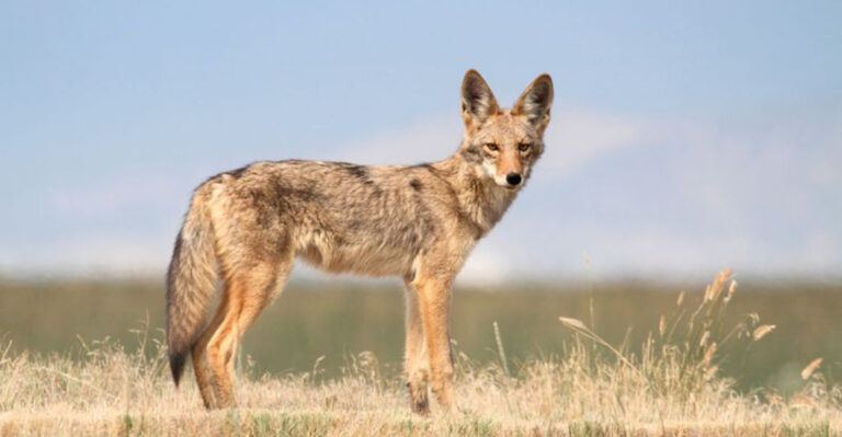 15 Animals Thriving In America's Abandoned Ghost Towns