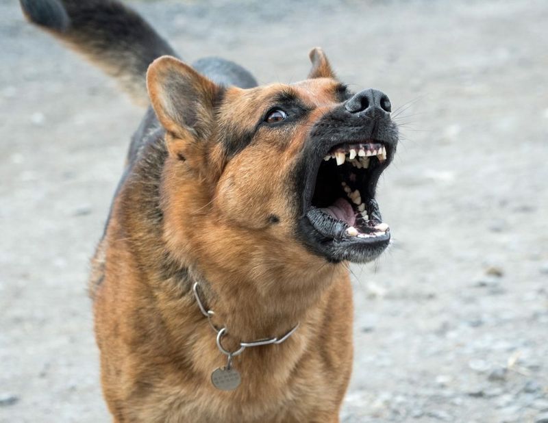 Excessive Barking That Never Stops