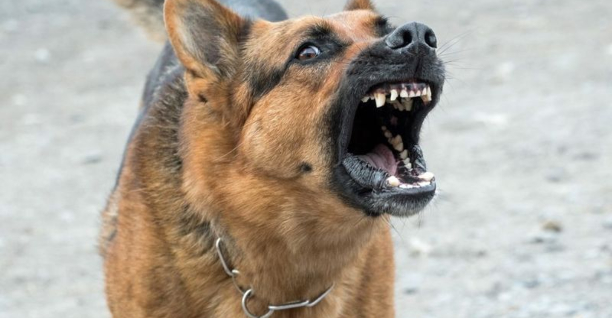 15 Behavioral Issues With A German Shepherd (And How To Deal With Them)