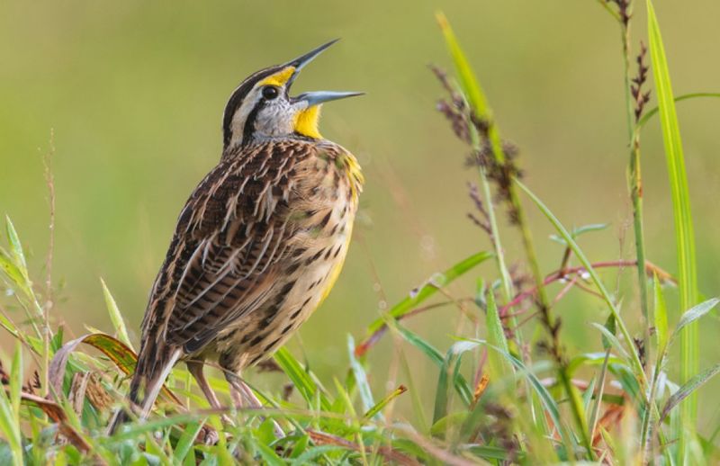 Eastern Meadowlark