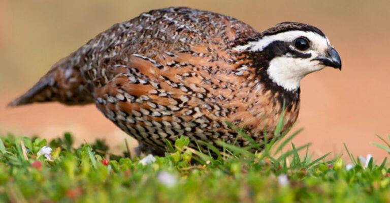 15 Bird Species Missing From Your Feeder: The Ones Fading Fast