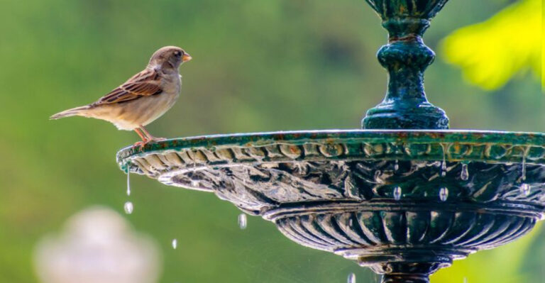 15 Birdbath Mistakes That Are Scaring Birds Away And How To Fix Them