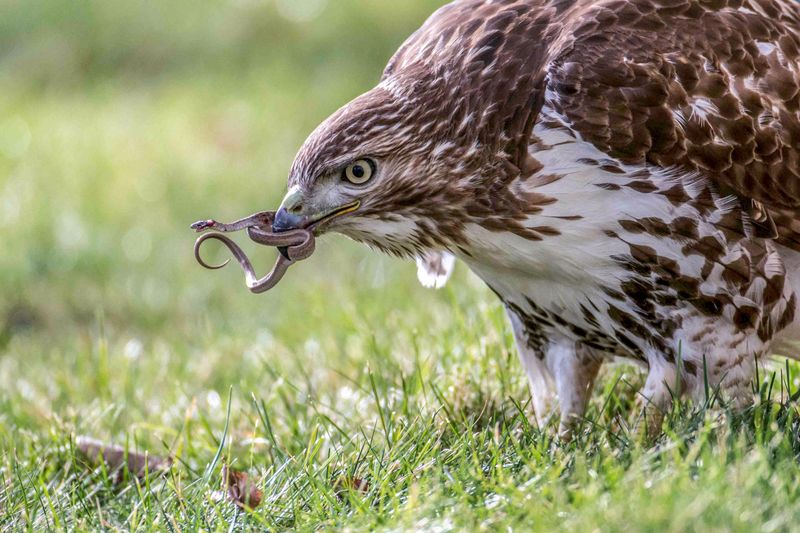 Red-Tailed Hawk