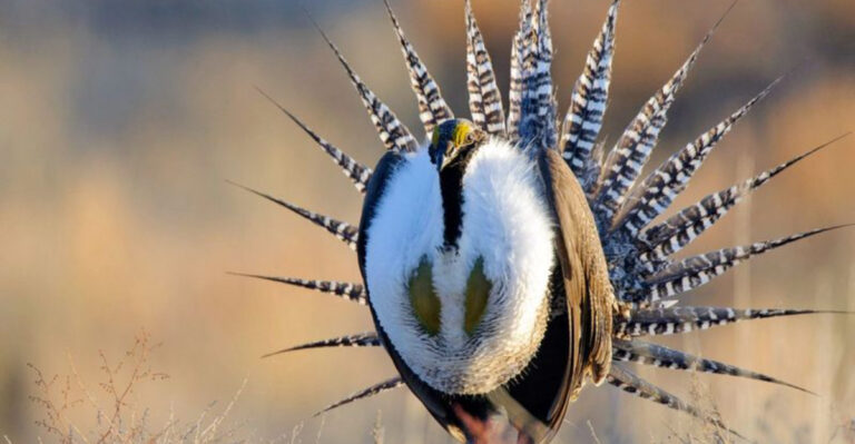 15 Birds So Rare Most People Will Never See In The Wild