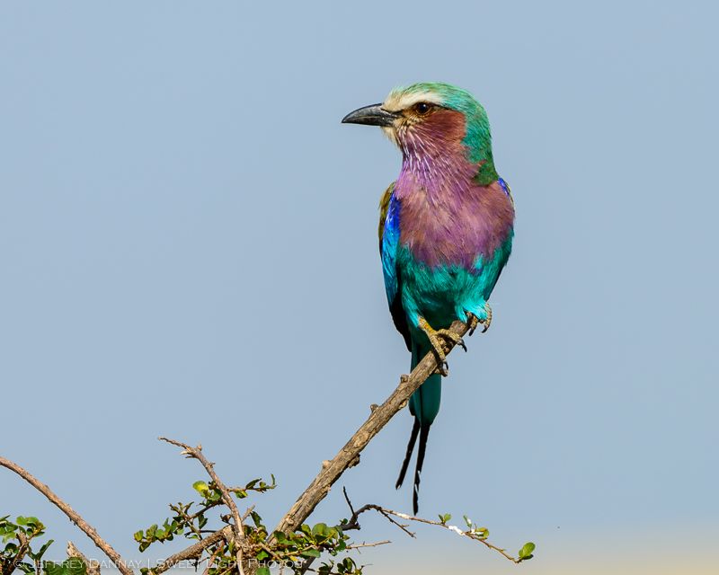 The Rainbow Warrior: Lilac-Breasted Roller
