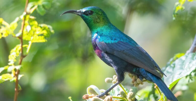 15 Birds That Add Color And Charm To The African Wilderness