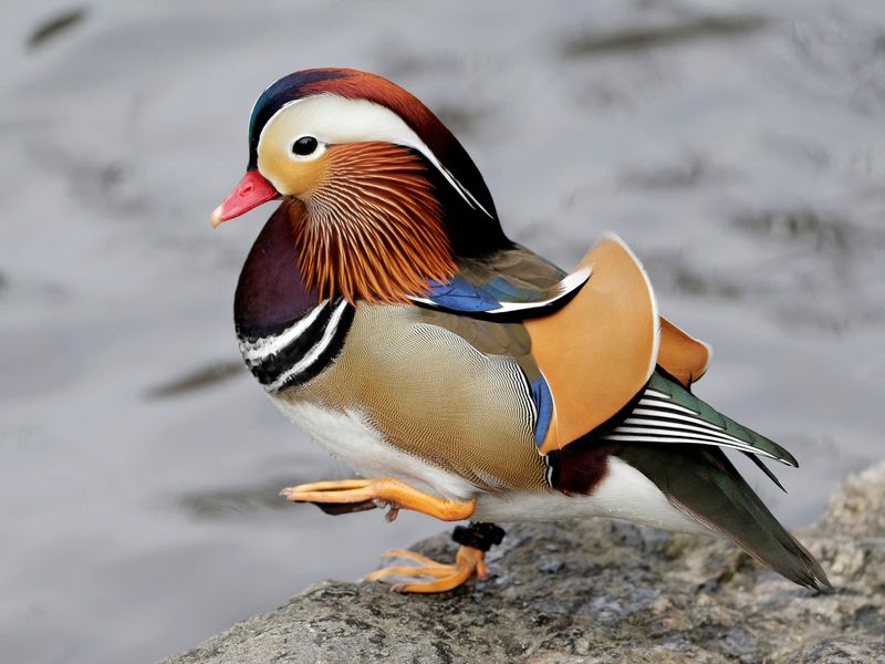 Rainbow-Colored Showstoppers: Mandarin Ducks