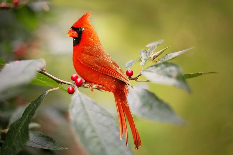 Northern Cardinal's Crimson Splendor