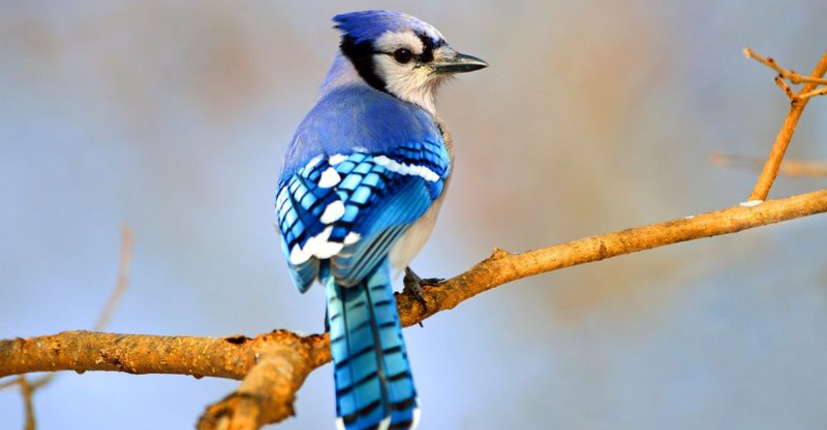 15 Birds That Make Backyard Birdwatching An Unforgettable Experience