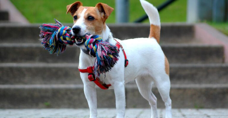15 Brilliant Dog Breeds That Seem To Train Themselves