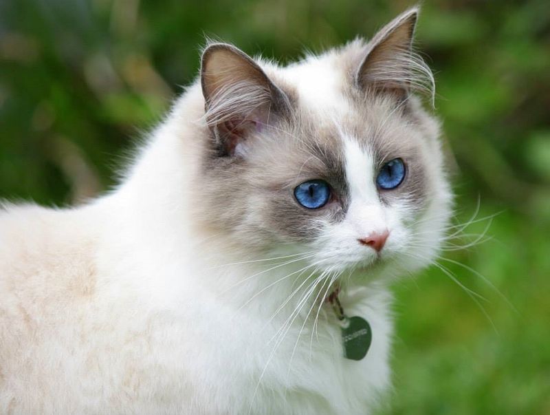 Ragdoll: The Emotional Shadow