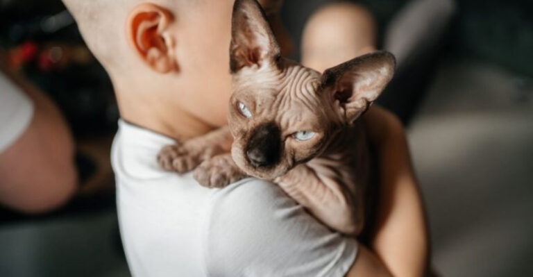 15 Cat Breeds That Thrive With Empathetic Humans