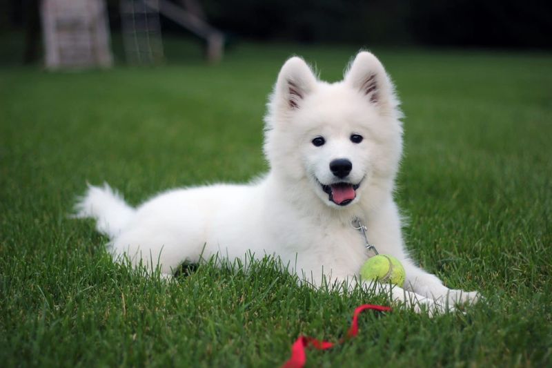 15 Cheerful Dog Breeds That Always Look Like They re Smiling