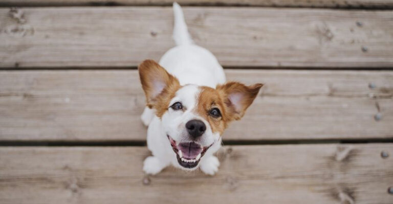 15 Cheerful Dog Breeds That Always Look Like They're Smiling