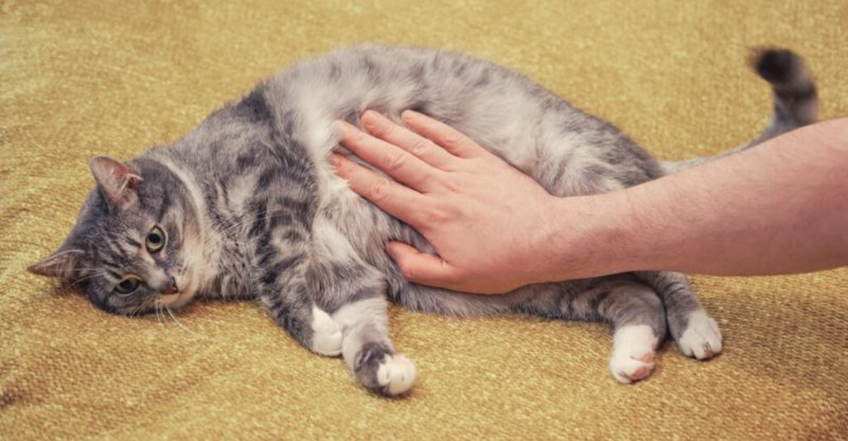 15 Common Signs Your Cat Might Have An Upset Stomach