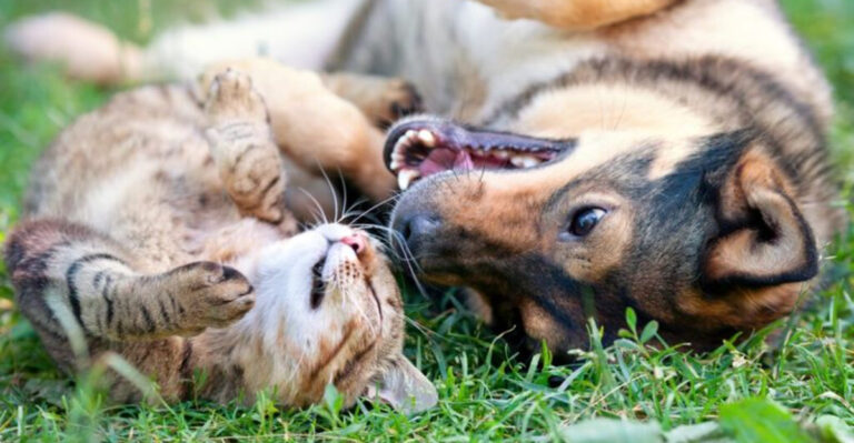15 Compelling Reasons Cats And Dogs Are Better Together