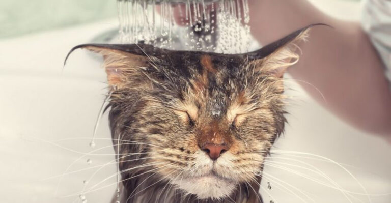 15 Considerations And Techniques For Grooming A Senior Cat