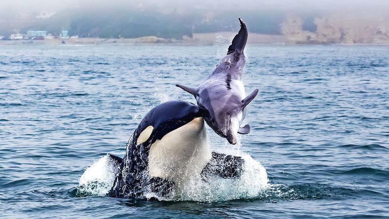 Orcas Play Deadly Games