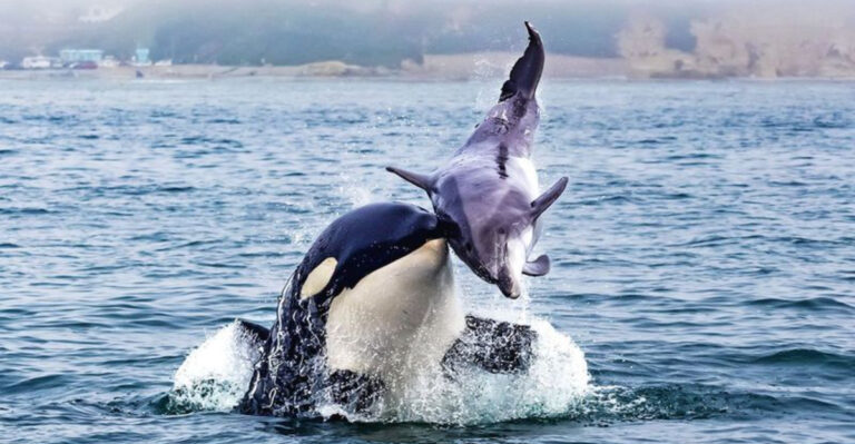 15 Creatures That Kill For Fun (And What That Says About Them)