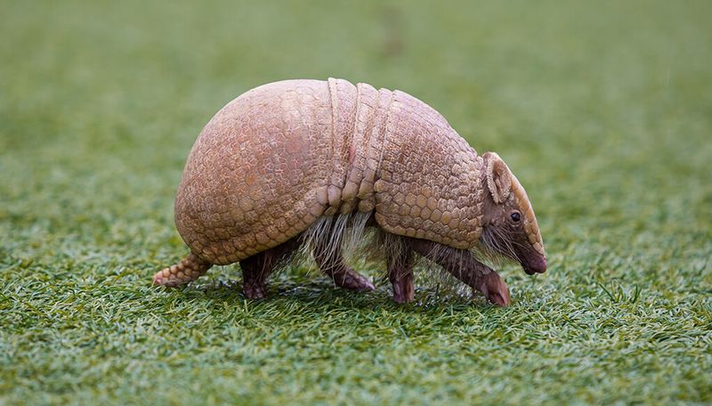 Armadillos