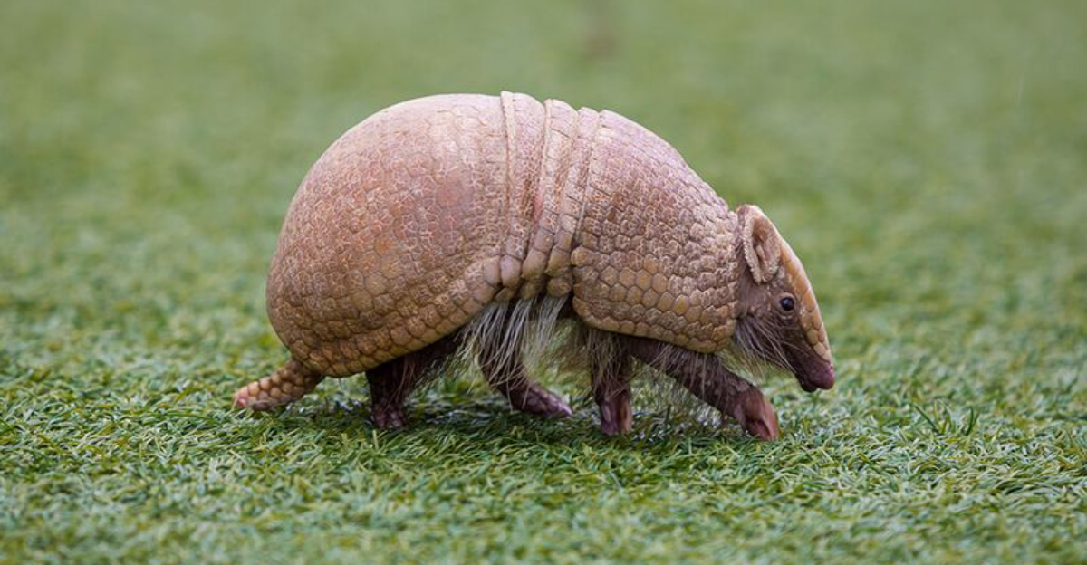 15 Creatures With Natural Armor (And How They Actually Work)
