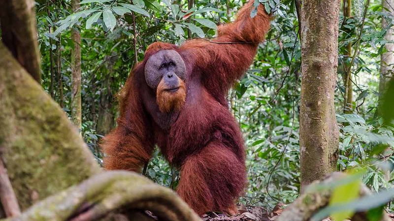 Borneo's Misty Rainforests