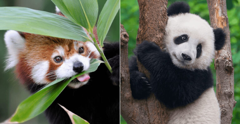 15 Differences Between Red Pandas And Giant Pandas