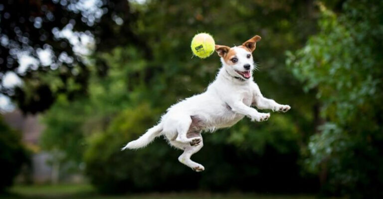 15 Dog Breeds I’d Never Own Again (Unless I Was Ready For Trouble)